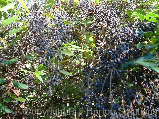 Privet seeds_1